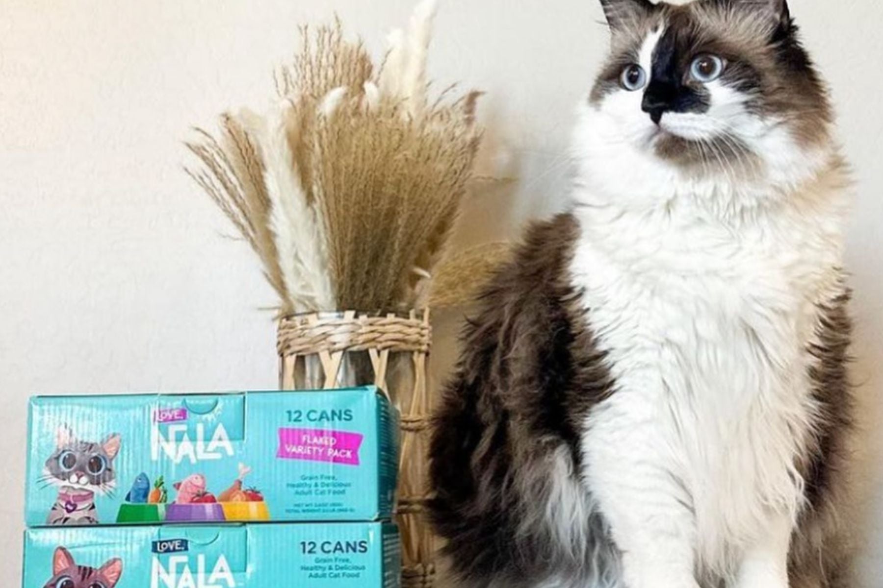 Understanding Cat Health Blog Love Nala