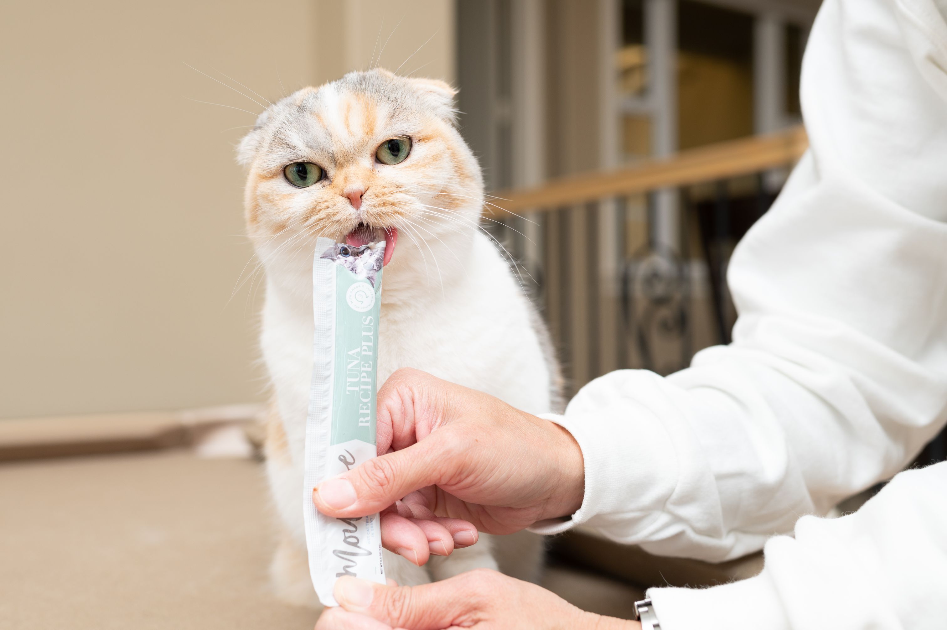 National Pet Hydration Awareness Month: The Best Ways to Quench Your Cat's Thirst