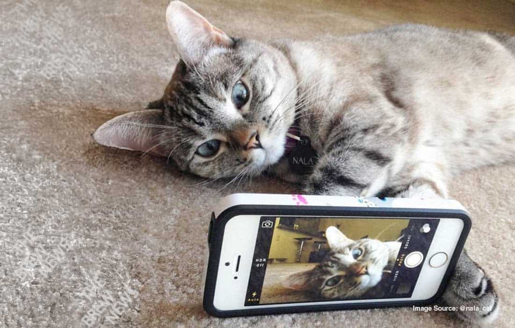 How to Take Great Photos of Your Cat