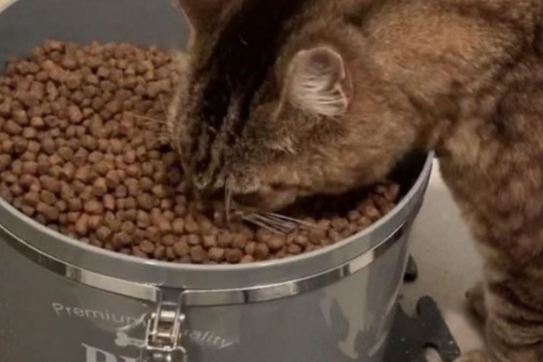 Transitioning Your Cat To Air-Dried Food | Blog - Love, Nala