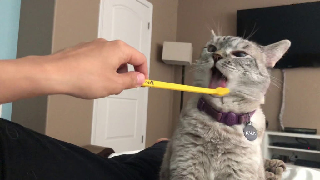 Should You Brush Your Cat’s Teeth?