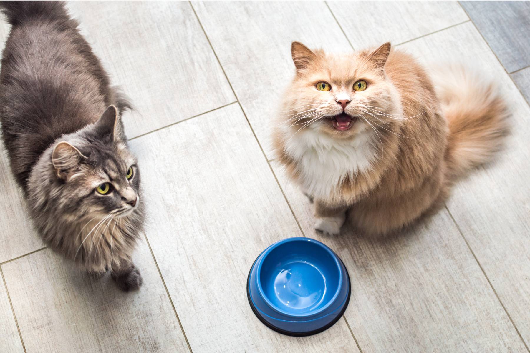 two cats with a blue bowl